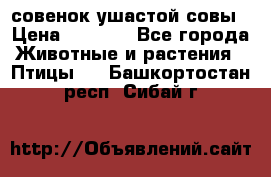 совенок ушастой совы › Цена ­ 5 000 - Все города Животные и растения » Птицы   . Башкортостан респ.,Сибай г.